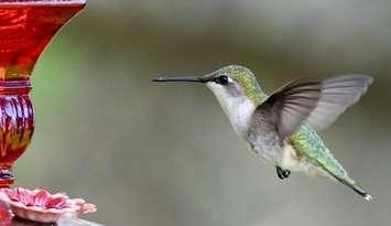 (Photo of a hummingbird courtesy of the Nature Conservancy of Canada)