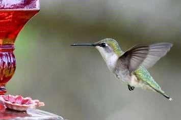 (Photo of a hummingbird courtesy of the Nature Conservancy of Canada)