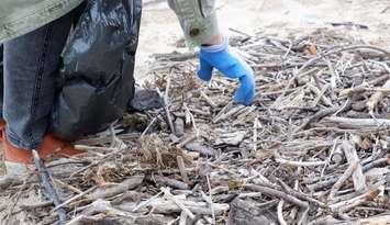 Beach cleanup. Photo courtesy of the St. Clair Region Conservation Authority. 