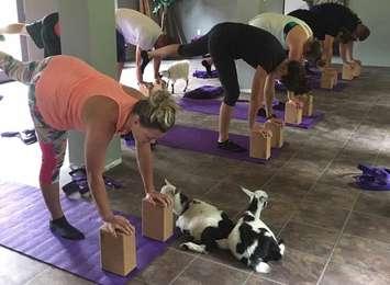 People taking part in goat yoga at the Laughing Goat Yoga Studio. (Photo from Facebook)