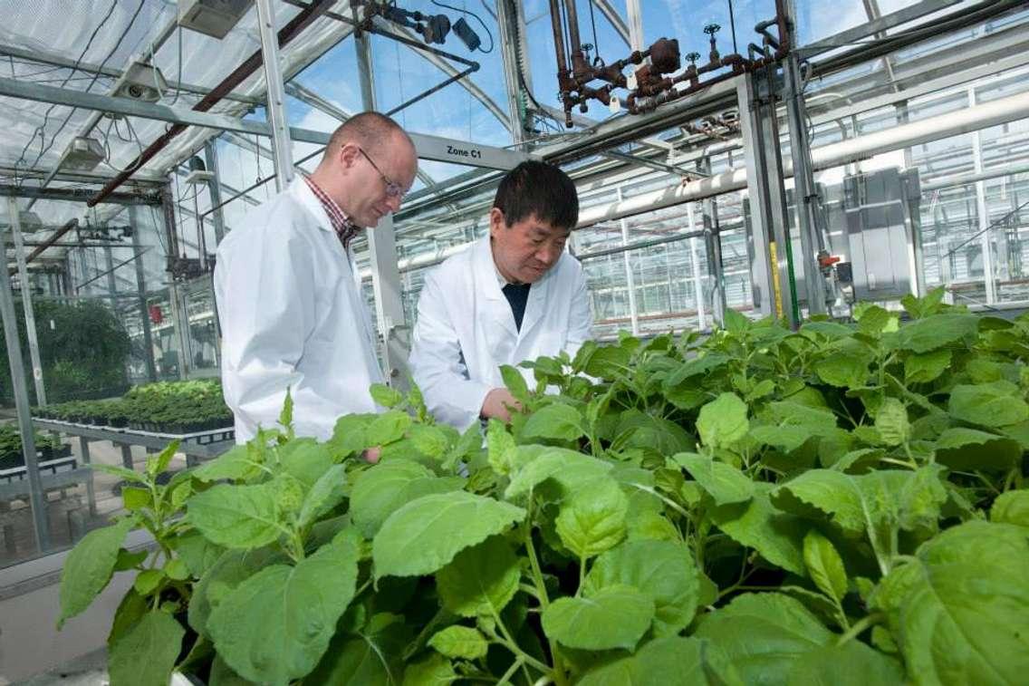 Greenhouse manager John Teat and research scientist Dr. Haifeng Wang check on the progress of plants producing antibodies in each cell. April 2015. (Photo from PlantForm's Facebook page)