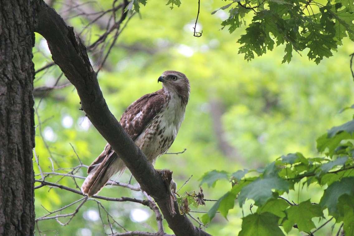 A hawk at Sarnia's Canatara Park (BlackburnNews.com photo by Dave Dentinger)