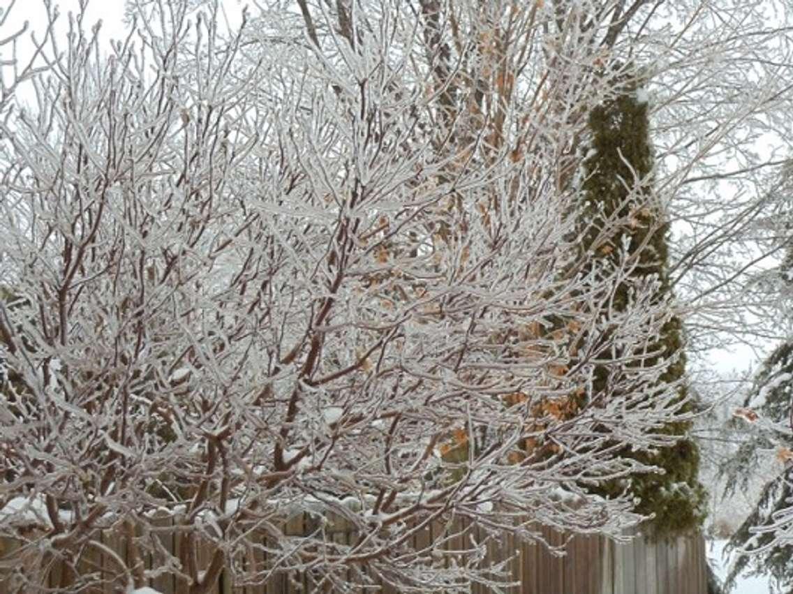 Freezing Rain on trees. (BlackburnNews.com file photo)