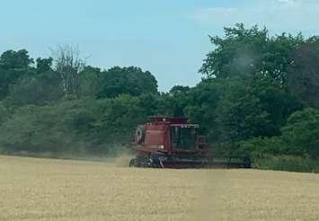 Wheat Harvest Lambton County (Blackburn Media file photo)