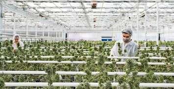 (Photo courtesy of Aphria)