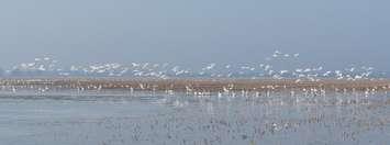Tundra Swans arrive in North Lambton. February 22, 2017 (Photo courtesy of Lambton Heritage Museum Assistant Alec Moore)