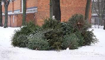 Discarded Christmas trees. Photo courtesy of © Can Stock Photo / axelbueckert.