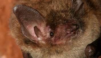 A brown bat. File photo courtesy of © Can Stock Photo / stevebyland