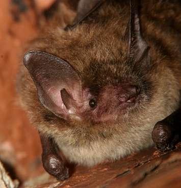 A brown bat. File photo courtesy of © Can Stock Photo / stevebyland