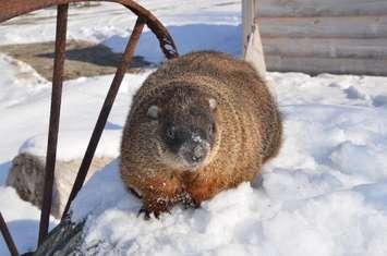 Groundhog Harvey. Photo courtesy of Heaven's Wildlife Rescue.