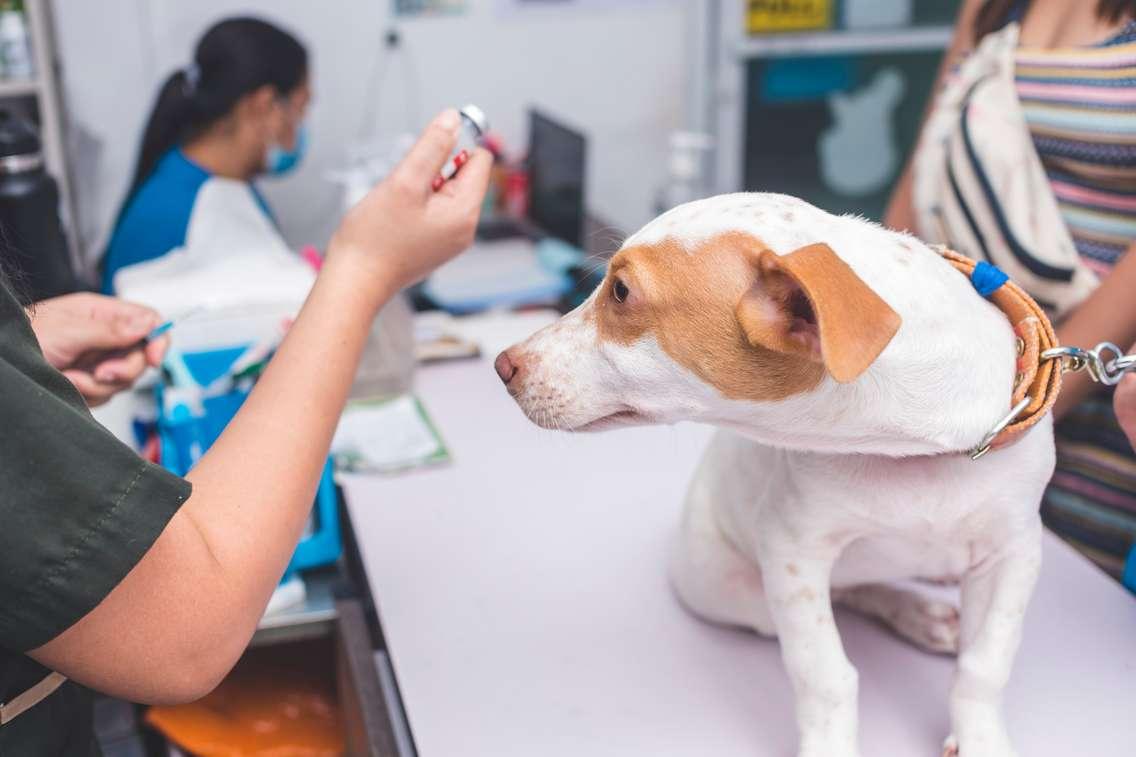 A young dog nervously looks at a nurse readying a syringe to be used for a vaccination. At a veterinarian clinic. Photo by Michael Edwards / iStock via Getty Images Plus