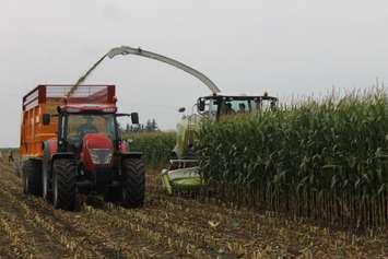 Corn Harvesting. BlackburnNews.com photo