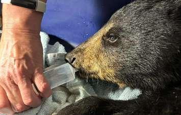 (Photo courtesy of Pet and Wildlife Rescue in Chatham-Kent)