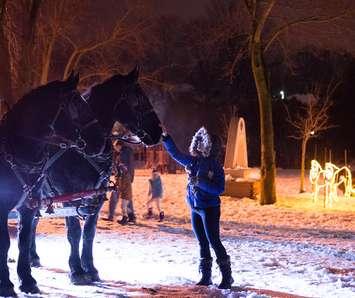 A person pets one of the horses at the WinterLights display at Milt Dunnell Field. File photo provided by the Town of St. Marys.