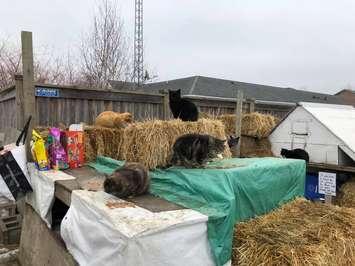 Feral cats in Petrolia. (Photo by Caregivers of Petrolia Ferals from Facebook)