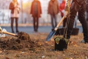 Planting new trees. (iStock / Getty Images Plus - Goami)
