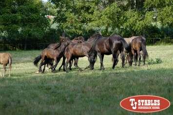 Photo courtesy of TJ Stables)