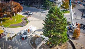 The Christmas tree outside of Sarnia City Hall, Nov 13, 2024 (Photo by: City of Sarnia)