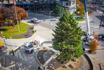 The Christmas tree outside of Sarnia City Hall, Nov 13, 2024 (Photo by: City of Sarnia)