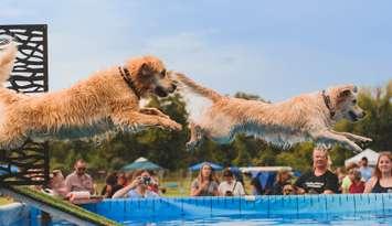 2022 Dog Festival. (Submitted Photo. Taken by Valeria McQuillan and edited by Daniel McQuillan.)