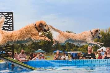2022 Dog Festival. (Submitted Photo. Taken by Valeria McQuillan and edited by Daniel McQuillan.)