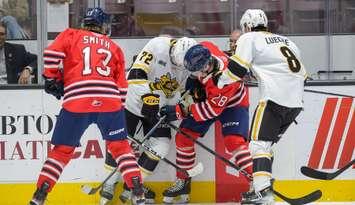 Sarnia Sting host the Oshawa Generals on Oct 12, 2024 (Photo by: Darren Metcalfe Photography)