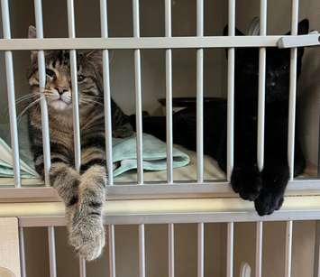 Cats at the Sarnia animal shelter. Image courtesy of the Sarnia and District Humane Society Facebook page.