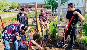 Students at Alexander Mackenzie Secondary School plant dwarf apple trees. 2022 photo courtesy of AMSS Facebook.