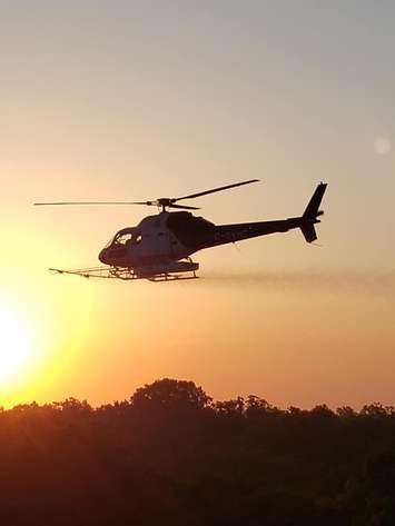 A helicopter conducting gypsy moth spraying over north Sarnia June 5, 2020 (Photo courtesy of Pat Brethaur)