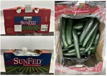 Cucumbers (Images from Sunfed Produce)