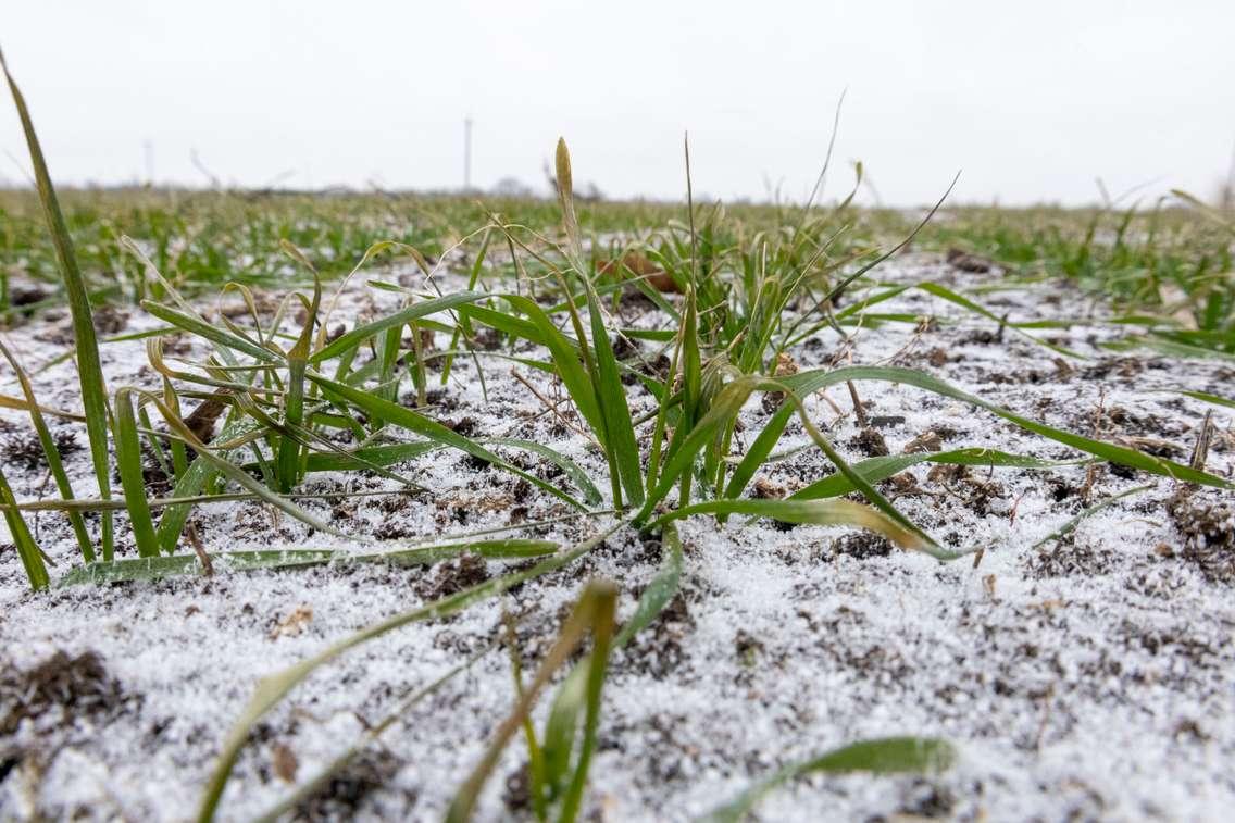 Winter wheat in the ground covered in snow (Photo by: Oleh Malshakov/ iStock / Getty Images Plus)