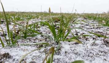 Winter wheat in the ground covered in snow (Photo by: Oleh Malshakov/ iStock / Getty Images Plus)