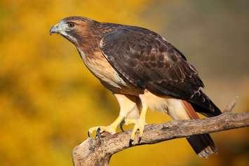 Red-tail hawk. (Photo courtesy  
Credit / Attribution - Print
© Can Stock Photo Inc. / donyanedomam)