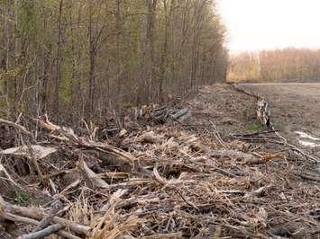 Cedar point tree cut May 12, 2015 (photo courtesy of W.A.I.T.)
