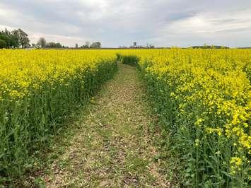 A path through a vibrant yellow canola field near Watford. Image courtesy of Jill VanLoon and the Miracle Max Minions team.