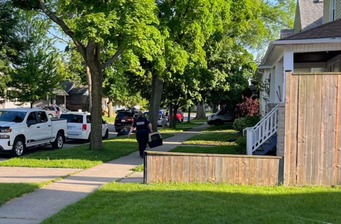 Authorities remove approximately 30 dogs from a property on Harkness Street in Sarnia. May 22, 2024. Submitted photo.