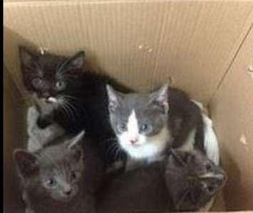 Photo of four of the seven kittens left near a Goodwill donation bin in London. Courtesy of the London Humane Society.