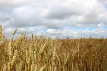Wheat Field (BlackburnNews.com photo by Dave Dentinger)