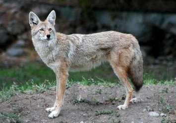 A coyote. © Can Stock Photo / rodehi