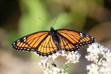 Viceroy Butterfly (BlackburnNews.com photo by Dave Dentinger)