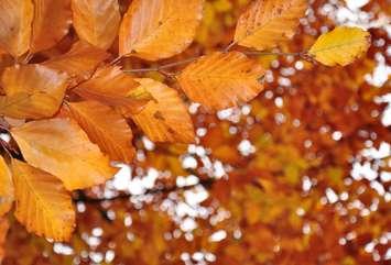 Fall Leaves. (Photo by © Can Stock Photo / rbiedermann) 