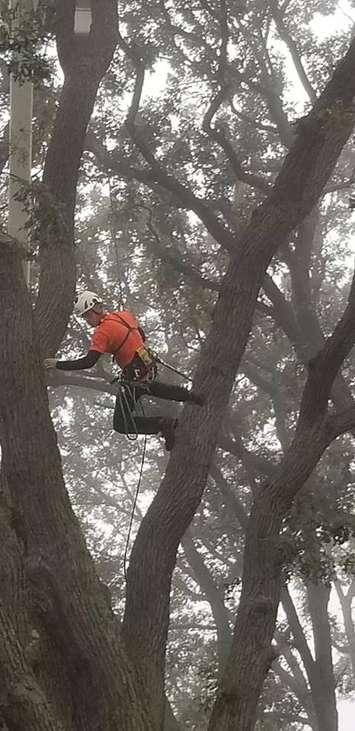 Tree climbing competitor at Sarnia's Canatara Park Sept. 15, 2018 (Photo courtesy of Rob Harwood via Facebook)