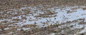 Former Chatham-Kent councillor Leon Leclair said heavy rainfall has pushed back crop-planting dates close to one month. (File Photo)   