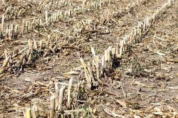 Corn Stalks (Blackburnnews.com file photo)
