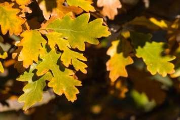 Oak leaves in autumn. © Can Stock Photo / pstedrak