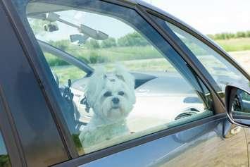 A dog inside a vehicle with the windows closed. Photo courtesy of © Can Stock Photo / Amaviael 