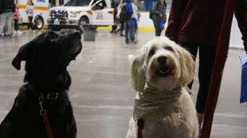 A couple dogs wait for a treat during Sarnia's 13th annual Emergency Preparedness Day at Clearwater Arena. May 11, 2018. (Photo by Colin Gowdy, BlackburnNews)