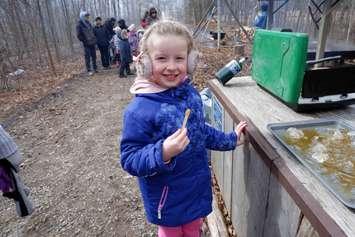 Maple Syrup Festival - In addition to the maple syrup demonstrations, visitors are offered full access to the A.W. Campbell Conservation Area hiking trails, horse-drawn wagon rides, and maple taffy tasting (Submitted photo)