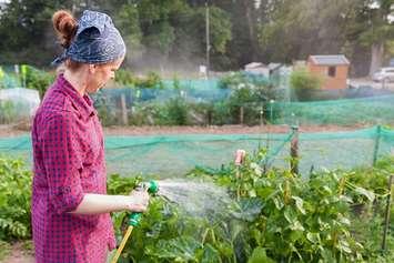 A woman waters plants in a community garden. File photo courtesy of © Can Stock Photo / semmickphoto