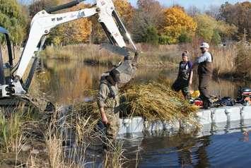 Crews work to remove phragmites from the Lake Huron shoreline. Submitted photo.
